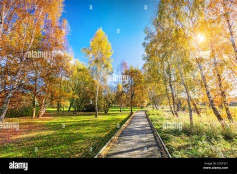 Autumn Season With Trees And Gold With Nature And Leaves Hi Res Stock