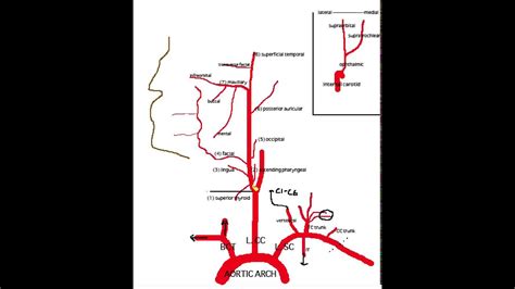Of the two common carotid arteries, which extend headward on each side of the neck, the left originates in the arch of the. 32 Arteries Of The Head And Neck Diagram - Wiring Diagram ...