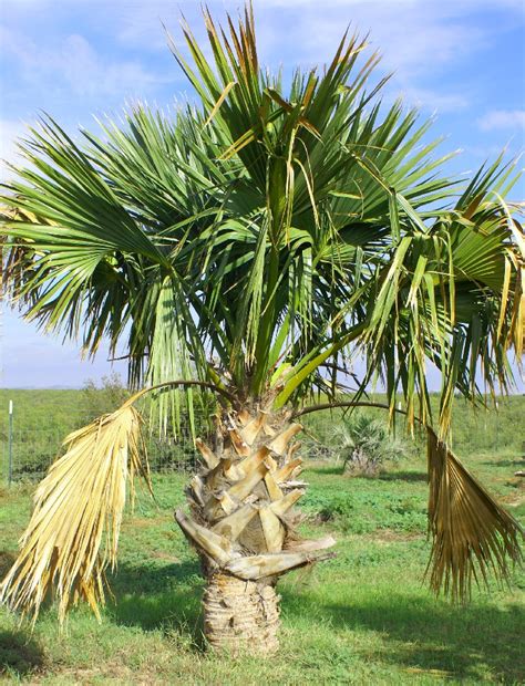 Quality Sabal Riverside Palm Trees For Sale West Coast Trees