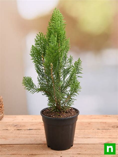 Buy Morpankhi Thuja Compacta Plant Online From Nurserylive At Lowest
