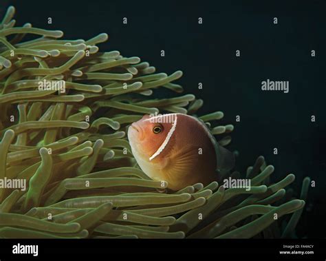 Pink Skunk Clownfish Amphiprion Perideraion Sheltering In Anemone