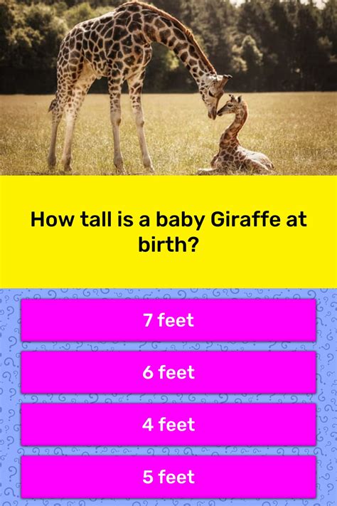 How Tall Is A Baby Giraffe At Birth Trivia Questions Quizzclub