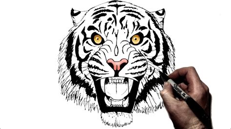How To Draw A Tiger Roaring Step By Step Youtube