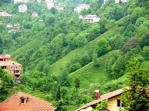 On the street of lincoln boulevard and street number is 2906. A Panoramic View of Rize from Çaykur Tea Garden 2014