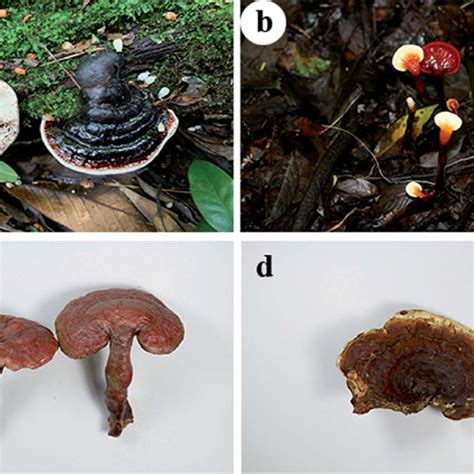 Fruiting Body Of Ganoderma A G Cochlear B G Kunmingense Jd
