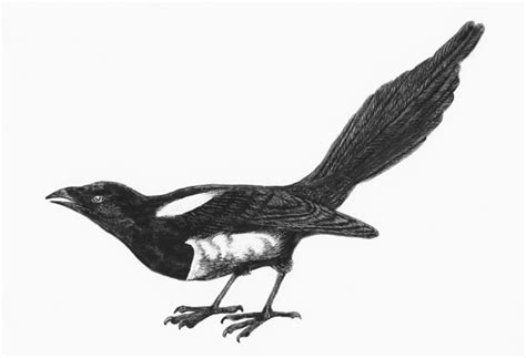 Watching this video students will able to learn how to draw. Magpie drawing and sculpture