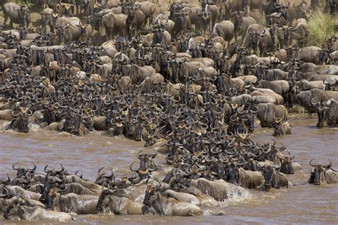 Blue Wildebeest Migration Photograph By Suzi Eszterhas Pixels
