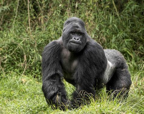 Gorilla Endangered Animal Interesting Facts About Gorillas Ape Primates