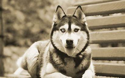 Husky Siberian Huskies Wallpapers Desktop Dog Backgrounds