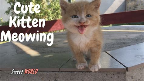 Cute Kitten Meowing Too Cute Youtube
