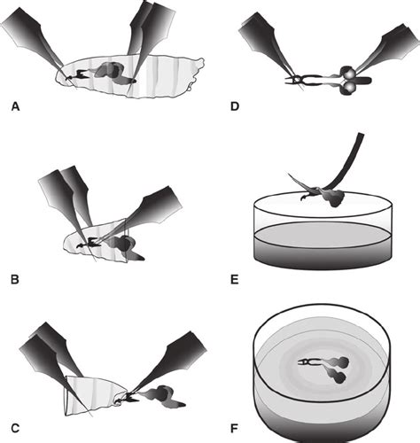 4 Cartoon Of The Dissection Protocol For Eye Disc Staining A