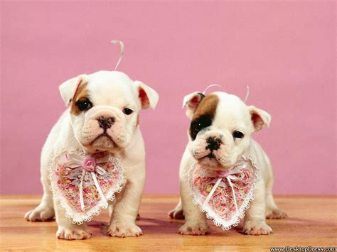 Cute Animal Valentines Wallpapers Wallpaper Cave