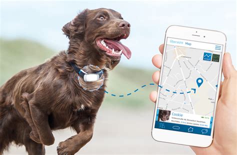 How To Find Your Lost Dog With The Tile App Vilee