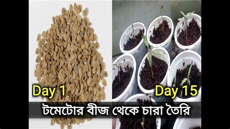 Be patient, as long as you have followed this guide, your seed should. টমেটোর বীজ থেকে চারা তৈরির নিয়ম, How to germinate tomato ...
