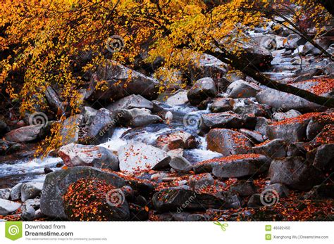 Stream In Golden Fall Forest Stock Photo Image Of Colors Autumnal