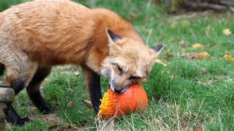 What Do Red Foxes Eat A Surprising Variety