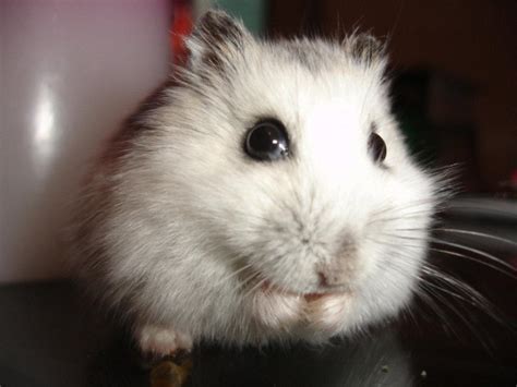 Hamster Anão Russo Características E Fotos