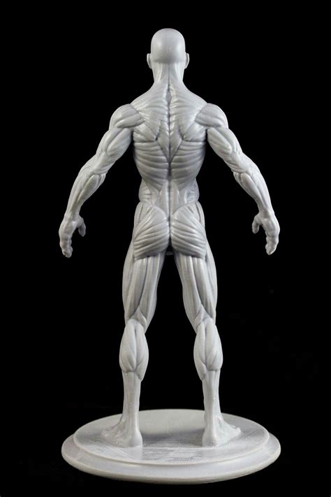 Pin By Coral Aponte On Tutorial De Arte Anatomy Sculpture Human