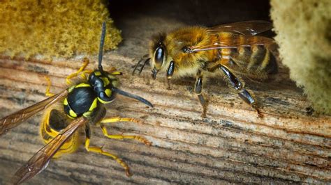 Bees Vs Wasp Incredible Enemies Amazing Battles Youtube