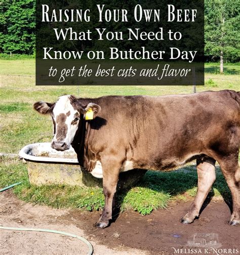 Raising Grass Fed Beef What You Need To Know On Butcher Day Melissa