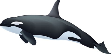 Killer Whale Png Transparent Image Download Size 638x314px