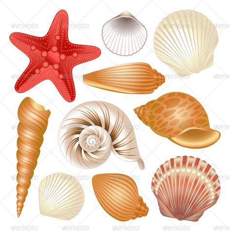 Seashells Collection Preview Graphicriver In 2020 Sea Shells