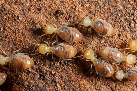 Termite Damage Protecting Your Home And Stopping Them A 1 Able Pest