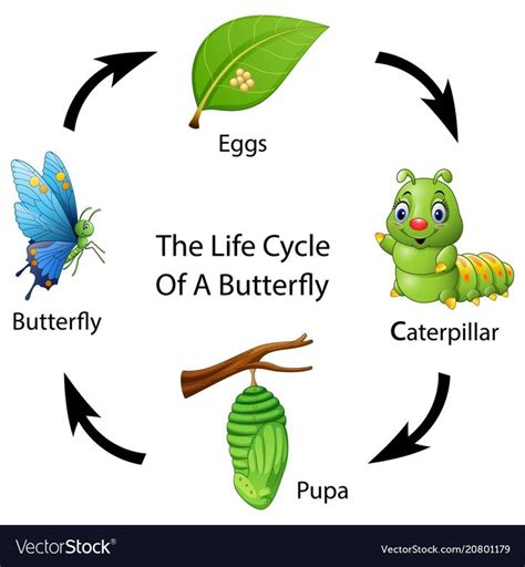 The Life Cycle Of A Butterfly On A White Background With Butterflies And Caterpillars