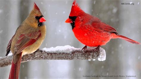 Northern Cardinal Cardinalis Cardinalis Northern Cardinals Are Active