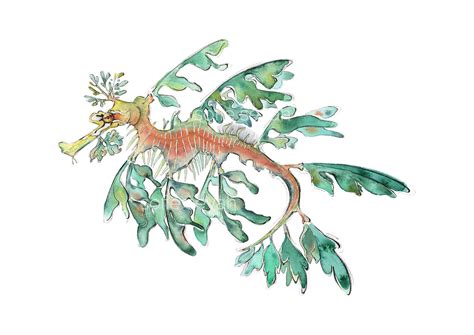 Watercolour Leafy Sea Dragon Eco Art Print — Sofie Seyah Leafy Sea
