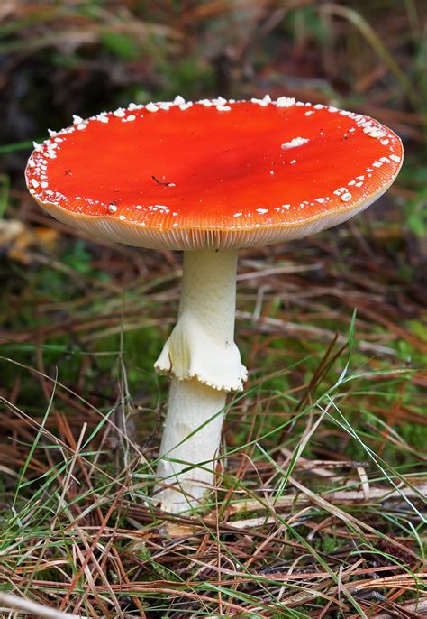 Fileamanita Muscaria After Rain Wikipedia