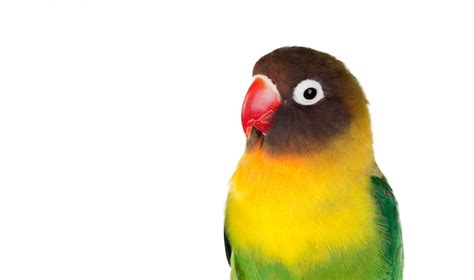 Premium Photo Yellow Parrots With Red Beak