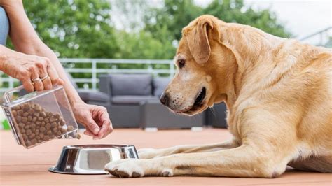 An Experts Guide To Feeding Your Dog Perthnow