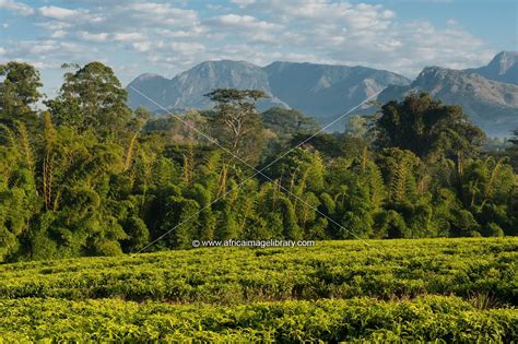 Photos And Pictures Of Lujeri Tea Estate Mulanje Massif Malawi The