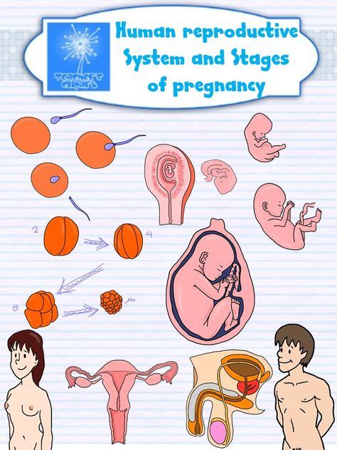 human reproductive system and stages of pregnancy clipart {science clip art} teaching