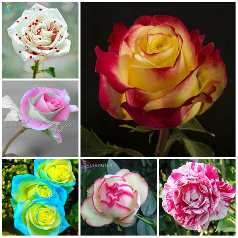 200pcs rare mix color rose plants beautiful rainbow rose ...