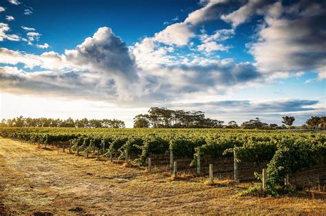 10 Incredible Vineyards You Have To Visit In Australia 2 Margaret