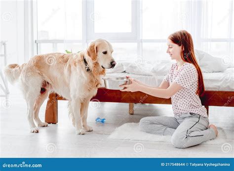 Girl Feeding Golden Retriever Dog Stock Photo Image Of Canine Lying