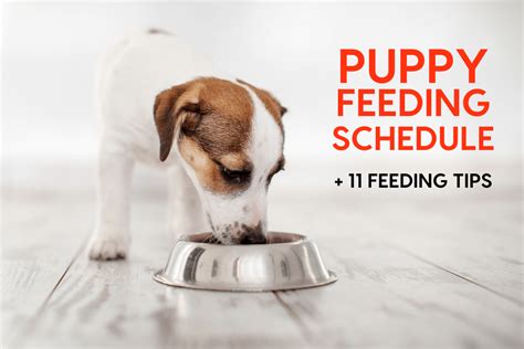 Puppy Feeding Schedule By Age Chart 11 Feeding Tips Pupford