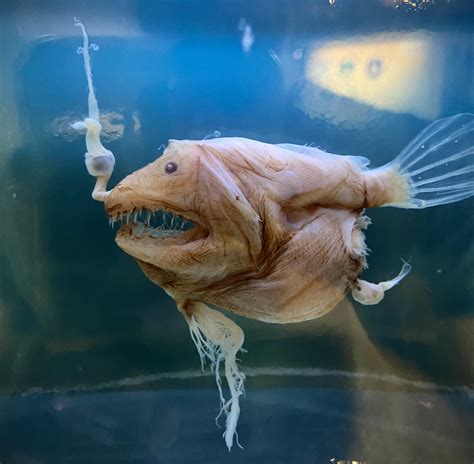 Female Anglerfish With Male Attached Semenretention
