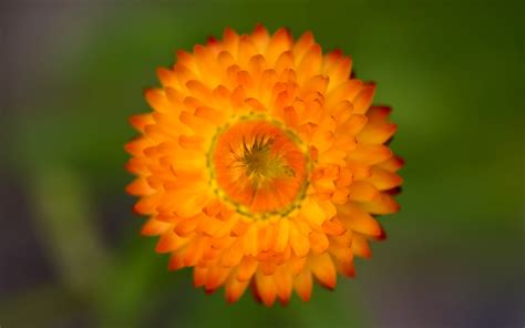 10 Best Hd Orange Flower Wallpapers Feelgrph