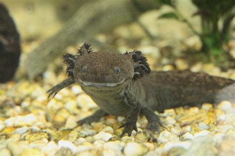 Pourquoi Laxolotl Est En Voie De Disparition