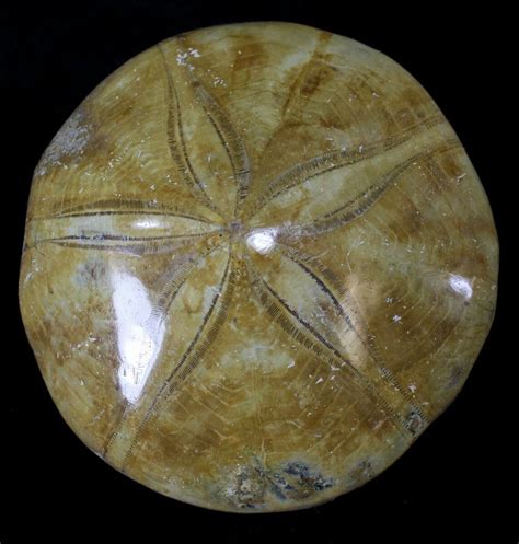 Large Polished Fossil Sand Dollar Jurassic 22732 For Sale