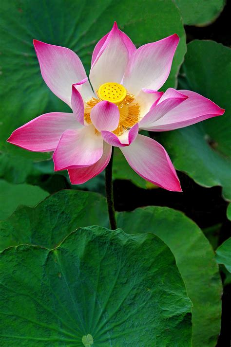 4430 w vernor hwy detroit, mi ( map ). Plik:Lotus flower from the Mekong Delta, Vietnam.jpg ...