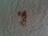 Pictures of Termite Control Lincoln Ne