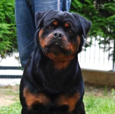 The puppies will be ckc registered as are the parents. German rottweiler puppies - World Champion for Sale in ...
