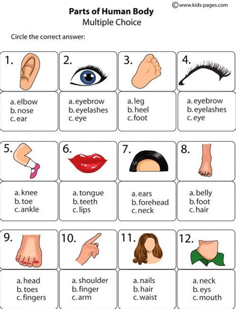 Body Parts Multiple Choice Worksheet English Lessons For Kids