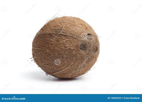 Whole Single Hairy Coconut Royalty Free Stock Images Image 15083929