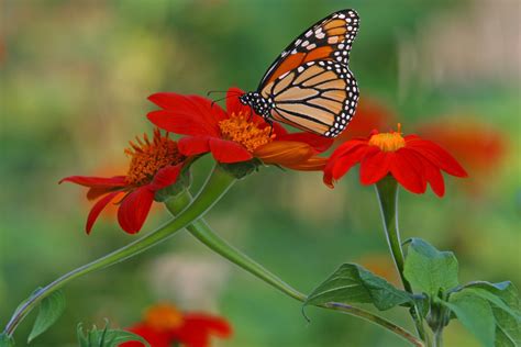 Monarch On Mexican Sunflower Birds And Blooms
