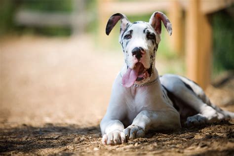 10 Strongest Dog Breeds For Getting Work Done